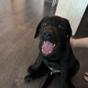 Meet your Posher, Dinis